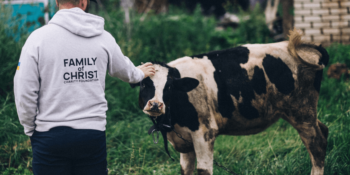 Family of Christ International volunteer working petting a cow on a farm in Ukraine.