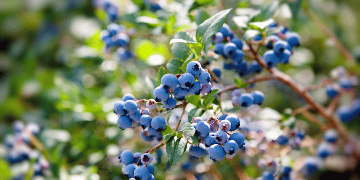 Blueberries on a vine in a blueberry farm at the Yarok House in Ukraine